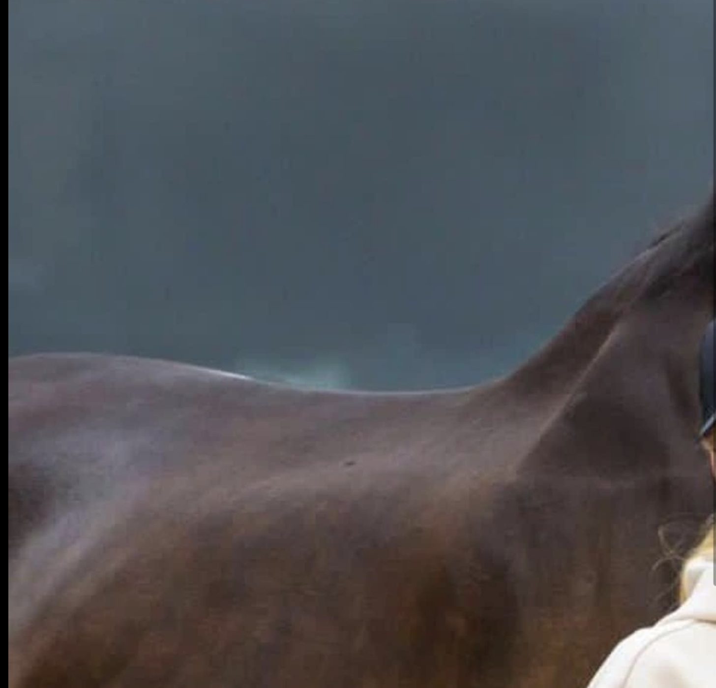 Double Olympic Gold Medal winner Dalera at the trot-up at the Tokyo Olympics 2020