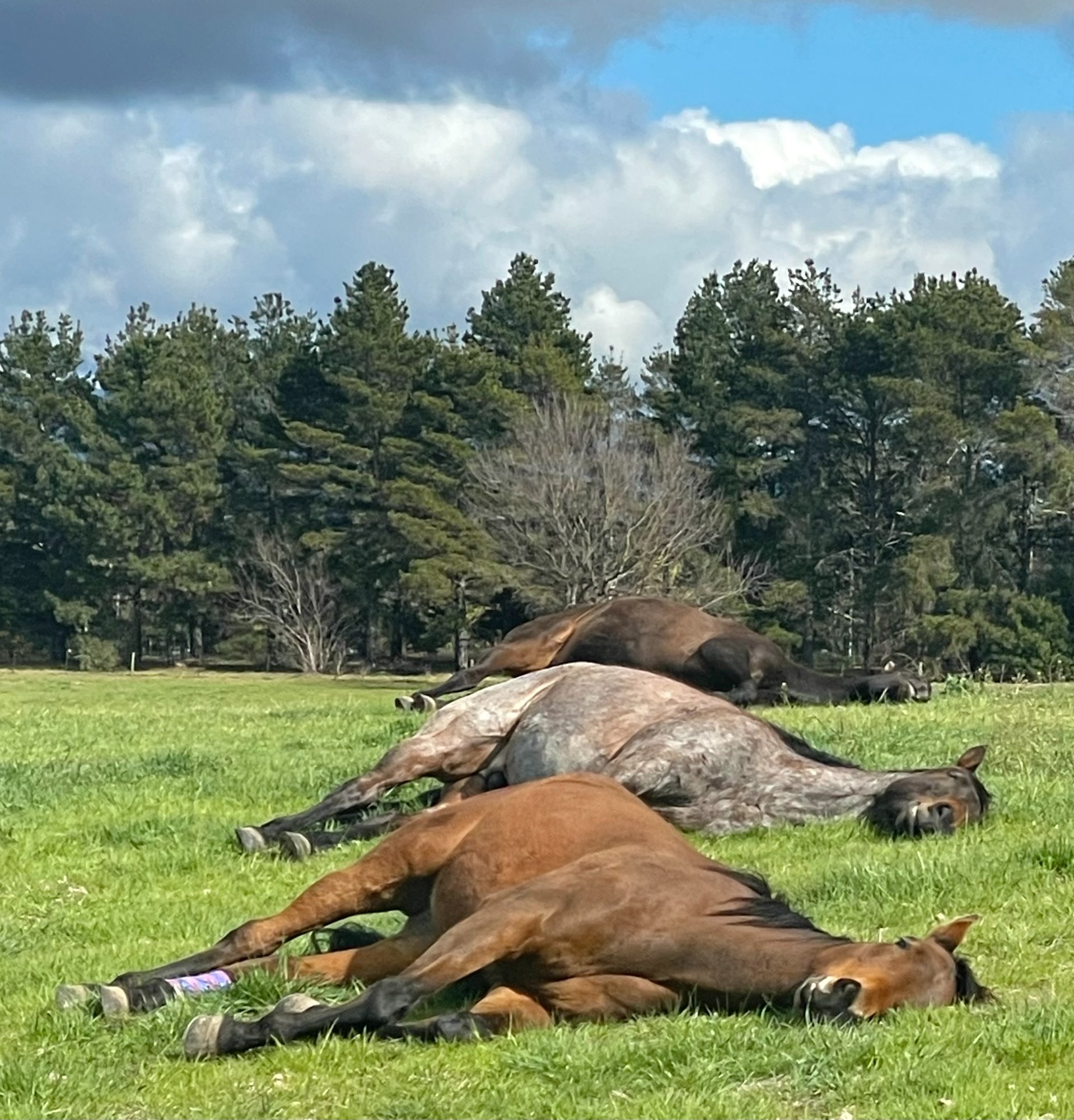 Horses sleeping in a field — freedom, trust, and natural behaviour